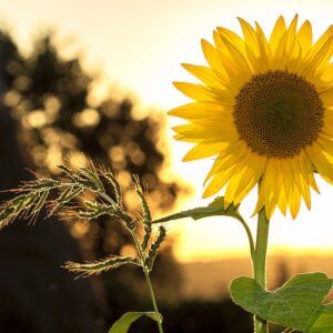 Sommergutschein